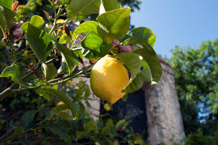 Limone Femminiello del Gargano